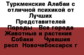 Туркменские Алабаи с отличной психикой от Лучших Представителей Породы - Все города Животные и растения » Собаки   . Чувашия респ.,Новочебоксарск г.